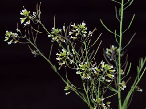 hermes arabidopsis|arabidopsis thaliana.